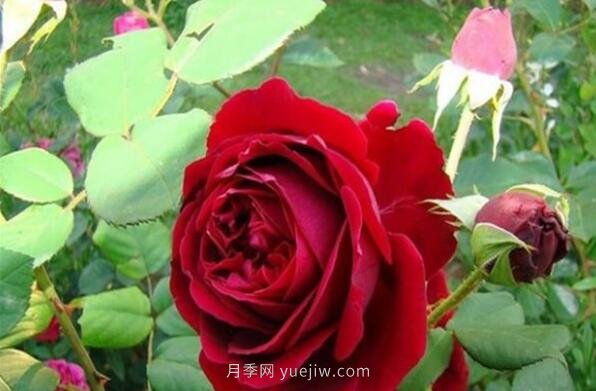 大地主月季，推薦一款紅色豐花月季(圖1)