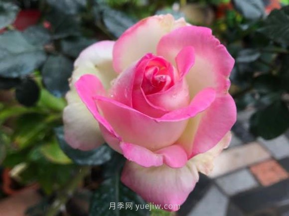 摩納哥公主月季，法國(guó)玫昂大花月季的領(lǐng)軍之作(圖1)