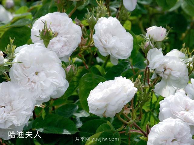 哈迪夫人月季(圖3)
