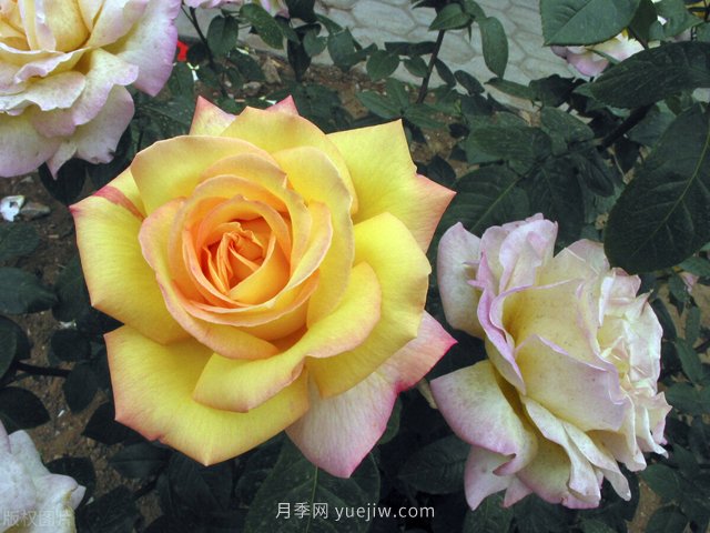 蚜蟲紅蜘蛛介殼蟲，月季花木三大害的處治方法(圖1)