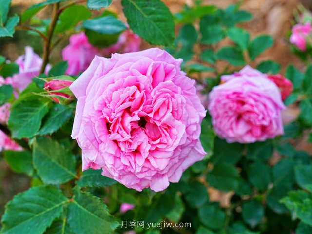 花卉打工人的基本素養(yǎng)，你掌握了嗎？(圖2)