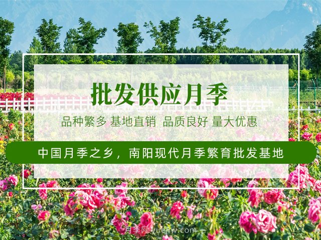 未來十年***值得投資的月季苗木，具備這4大特點(圖1)
