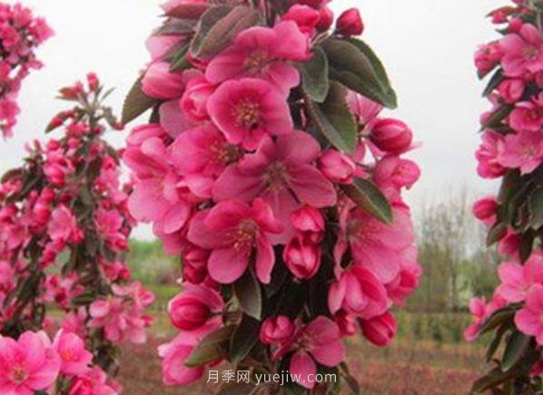 日本海棠復(fù)壯養(yǎng)護技術(shù)要點(圖1)