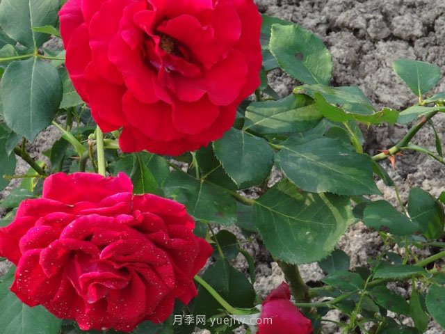 香魔84月季的優(yōu)缺點(diǎn)是什么？(圖1)