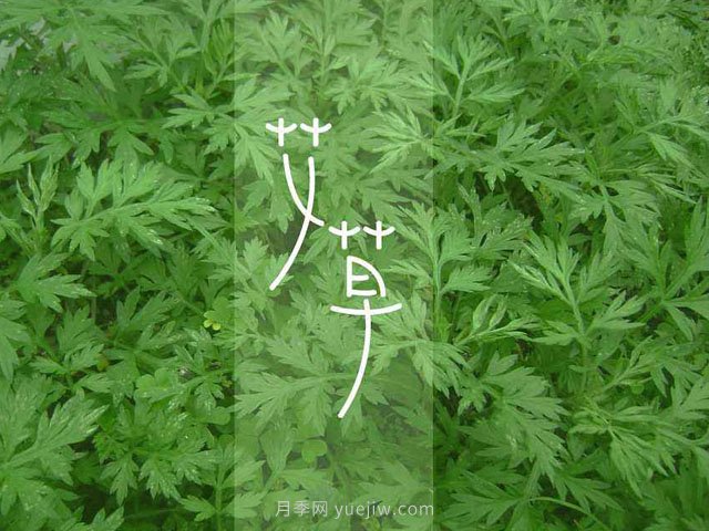 宛艾！南陽艾草產(chǎn)業(yè)志在出圈，怎借東風(fēng)成就世界艾鄉(xiāng)？(圖1)