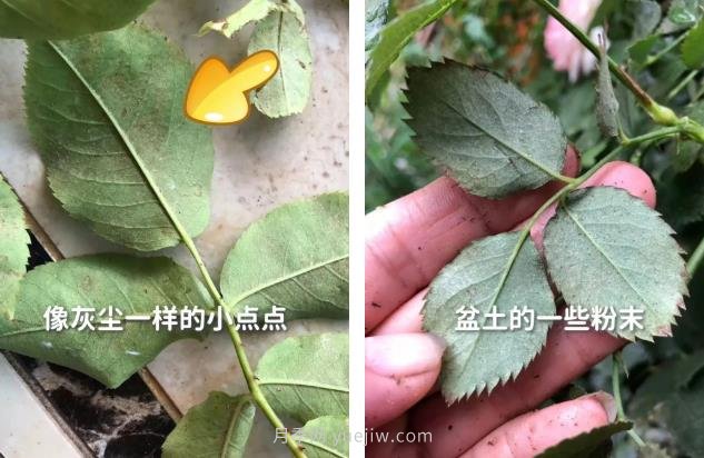 紅蜘蛛，夏季月季頭號害蟲，有一整套防治方法(圖2)