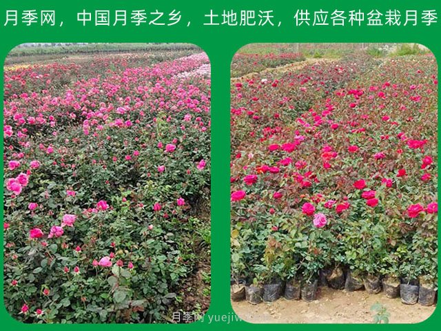 訂單農(nóng)業(yè)讓農(nóng)產(chǎn)品不愁銷，優(yōu)勢是什么？(圖1)