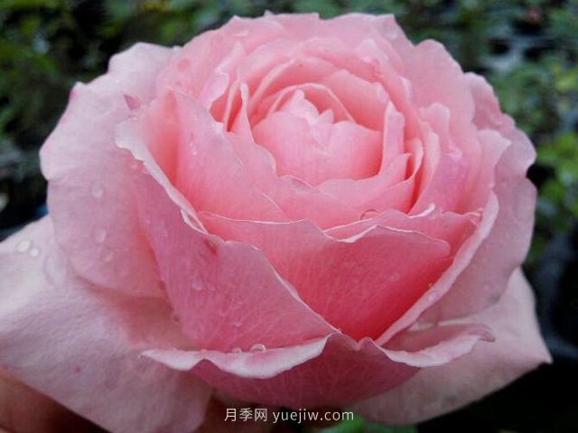 迷人的罩杯月季的優(yōu)缺點(diǎn)是什么？(圖1)