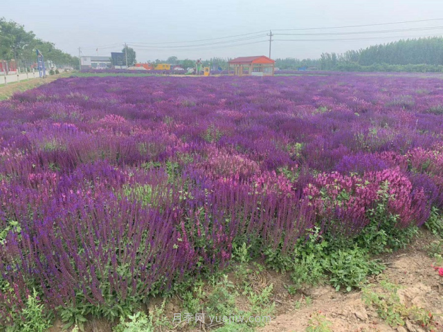 聊城芳香文化博覽園，鄉(xiāng)村振興巾幗示范基地(圖4)