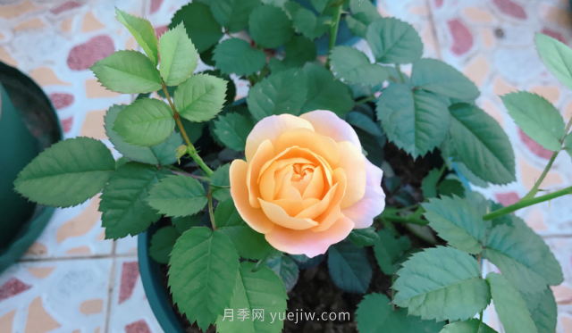 7月月季常爆發(fā)這3種蟲害，對癥下藥無煩惱(圖1)