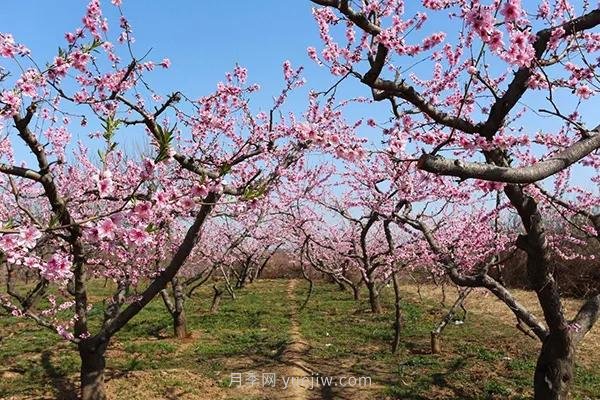 各地賞花經(jīng)濟(jì)興起，這些月季苗木又火了一把(圖1)