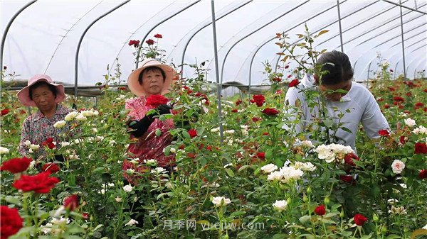 平頂山葉縣：花卉產業(yè)綻放“美麗經濟”(圖1)