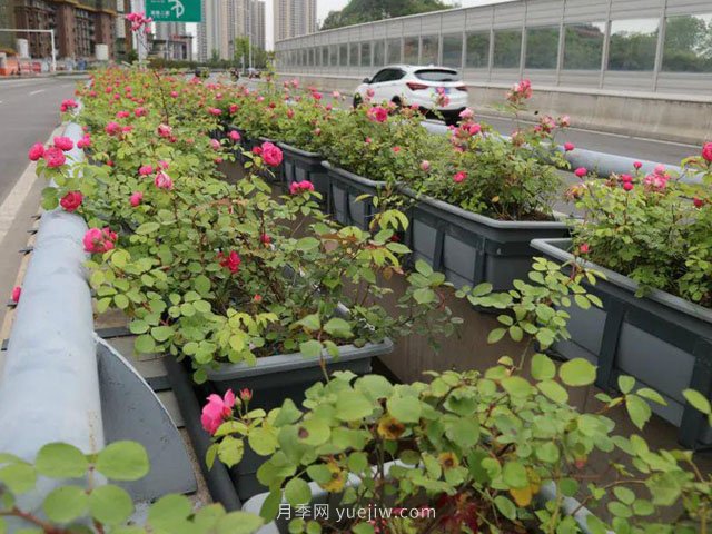 為什么自家基地的苗木總是賣不出去？(圖1)