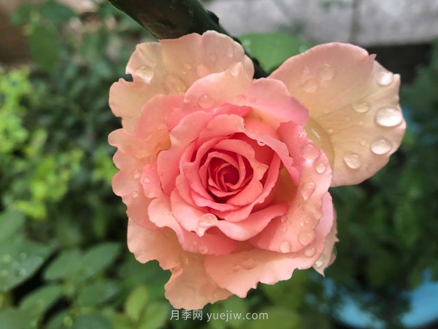 藤本月季強(qiáng)烈推薦羅衣，顏美而且濃香(圖1)