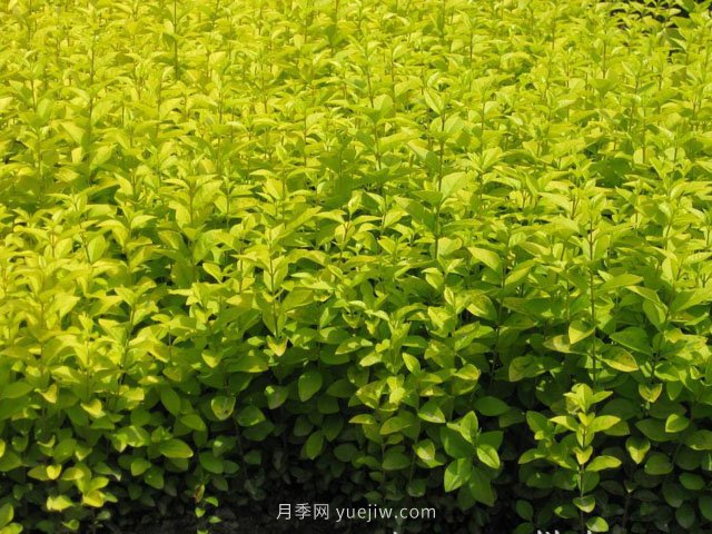 夏季如何鋪植草坪，減少發(fā)黃枯死的問(wèn)題？(圖1)