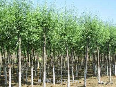 適合在農(nóng)村種植的苗木樹種有哪些？(圖4)
