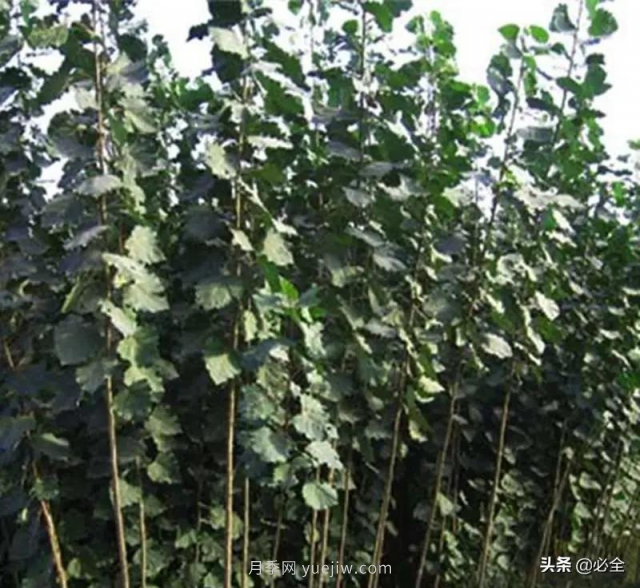 適合在農(nóng)村種植的苗木樹種有哪些？(圖2)