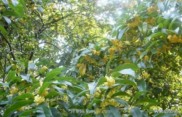適合在農(nóng)村種植的苗木樹種有哪些？(圖1)