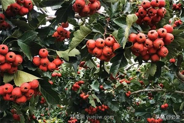 適合在農(nóng)村種植的苗木樹種有哪些？(圖3)