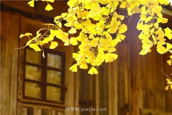 植物風水學知識，園林人必須知道的！(圖4)