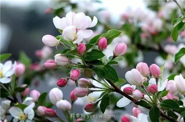 植物風水學知識，園林人必須知道的！(圖3)