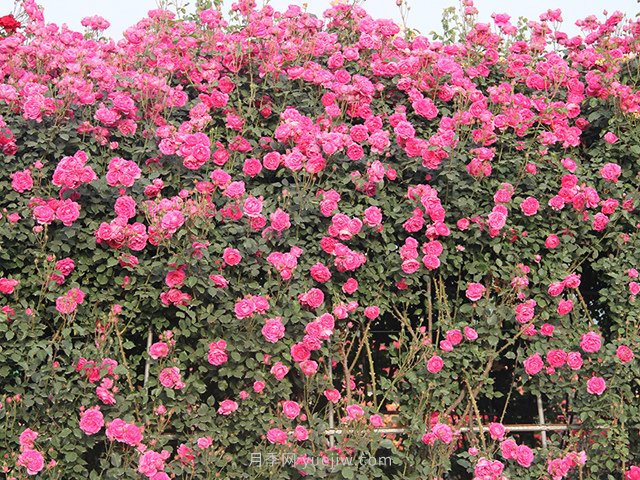 推薦3種爬藤月季，花園里輕松打造漂亮花墻(圖2)
