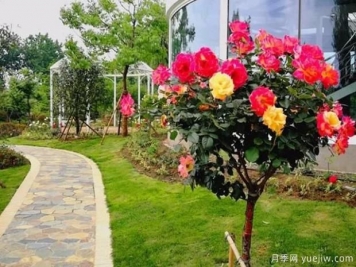 河南樹狀月季基地淺談月季花修剪技巧，快來看看吧！
