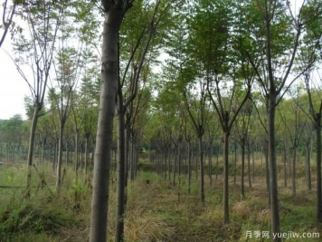 欒樹(shù)一畝地可以種多少棵？