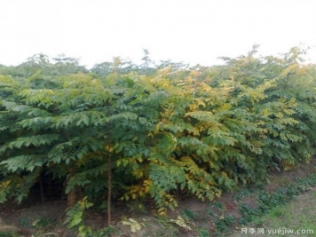 如何選擇成活率高的欒樹(shù)？