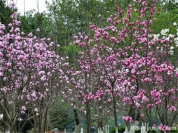 紫玉蘭繁殖方法，紫玉蘭的種植和管理技術(shù)