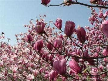 紫玉蘭種子多少錢一斤？紫玉蘭播種方法