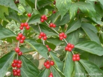 紅豆樹(shù)盆景制作方法 紅豆樹(shù)盆栽養(yǎng)殖方法和注意事項(xiàng)