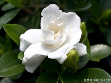 梔子花的花語(yǔ)，梔子花圖片大全