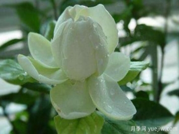 梔子花有哪些品種，梔子花品種圖片大全