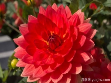 冬季花卉養(yǎng)護(hù)方法