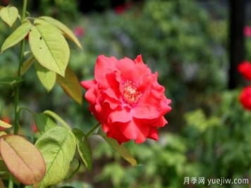 五月哪些花朵開放