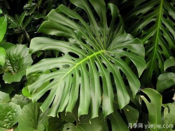 十大吸甲醛植物，你家養(yǎng)過哪幾種？