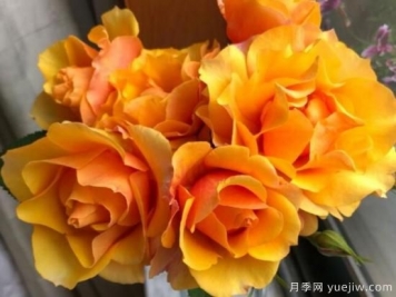 推薦8款冷門月季品種，養(yǎng)的是，但是表現(xiàn)真好