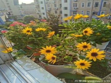 花卉屆的開花機(jī)器，容易養(yǎng)護(hù)易打理，月季簡(jiǎn)簡(jiǎn)單單開爆盆