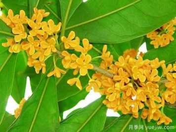 影響桂花樹開花的因素有哪些？