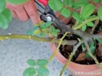 天冷了就給月季修剪？月季具體修剪的時間和方法
