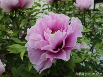 中國本土40個花卉品種介紹，我國是世界花園之母