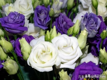 適合秋播花卉的10大品種，明年花開滿陽臺