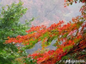 冬季植物應該怎么打理，才能來年依舊繁花似錦