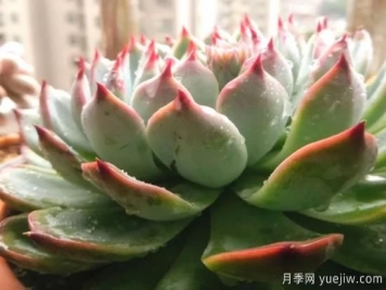澆水上肥剪一波，做好養(yǎng)護讓居家植物安全過冬