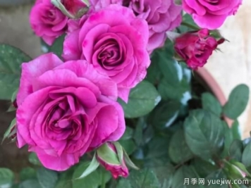 冬日封閉陽(yáng)臺(tái)就養(yǎng)這3種花卉，長(zhǎng)得好開(kāi)花依舊
