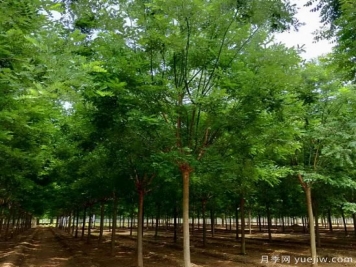 鄉(xiāng)土樹種為什么火？