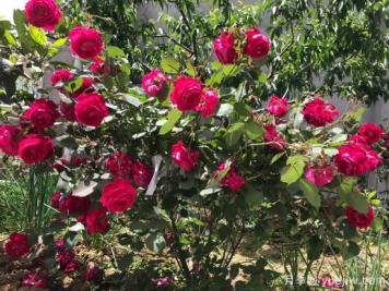 軟香紅月季，古老國月不輸歐月日月，四季勤開花