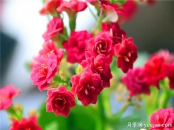 你的長(zhǎng)壽花不開(kāi)花養(yǎng)不好？這里有長(zhǎng)壽花養(yǎng)護(hù)秘訣！