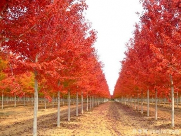 美國紅楓，可以讓園林景觀如此絕美